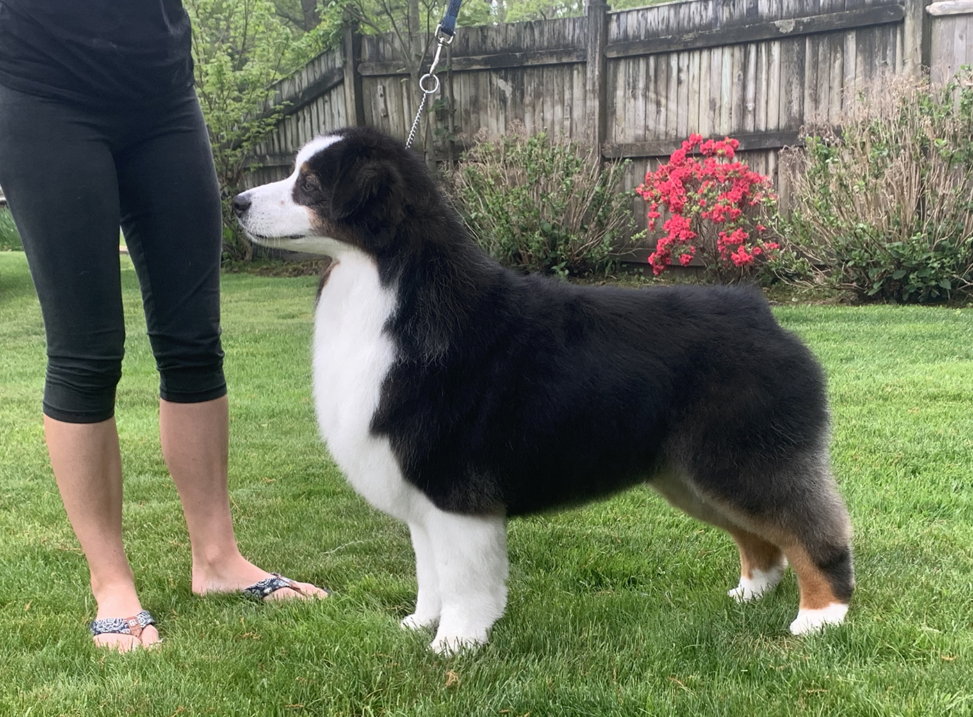 Hightide Kennel • Jackson's Photo Gallery